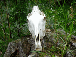 Skull at the Aviary at the Ngorongoro area at ZooParc Overloon