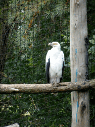 Palm-nut Vulture at the Aviary at the Ngorongoro area at ZooParc Overloon