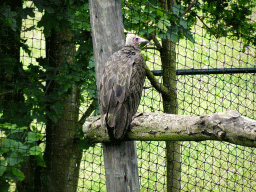 Hooded Vulture at the Aviary at the Ngorongoro area at ZooParc Overloon
