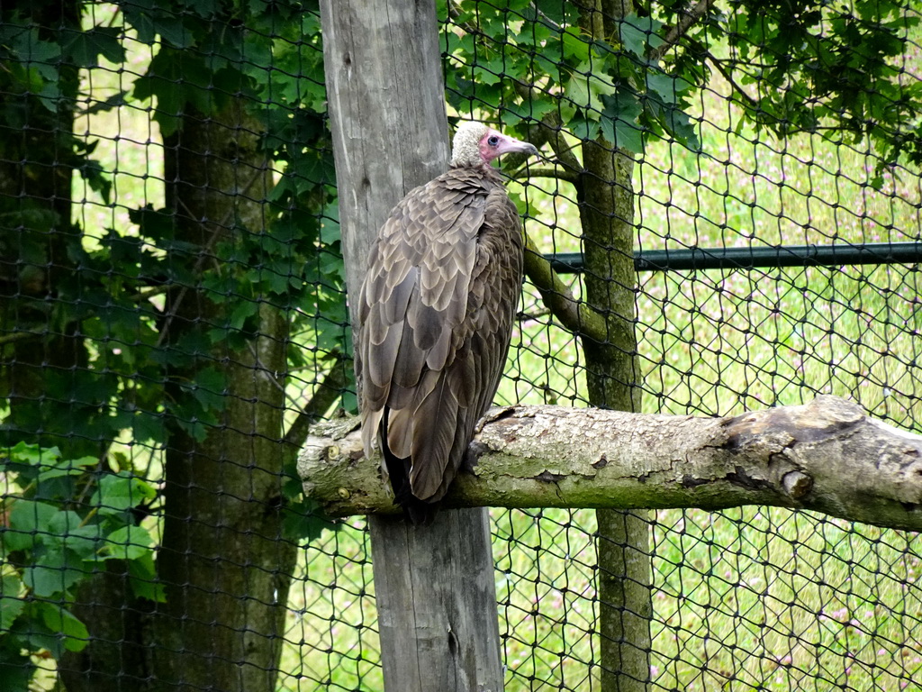 Hooded Vulture at the Aviary at the Ngorongoro area at ZooParc Overloon