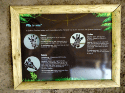 Information on the Reticulated Giraffes at the Reticulated Giraffe building at the Ngorongoro area at ZooParc Overloon