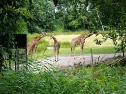 Reticulated Giraffes at the Ngorongoro area at ZooParc Overloon