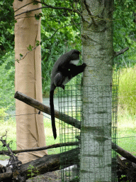 De Brazza`s monkey at the Ngorongoro area at ZooParc Overloon