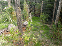 Fossa at the Madagascar area at ZooParc Overloon