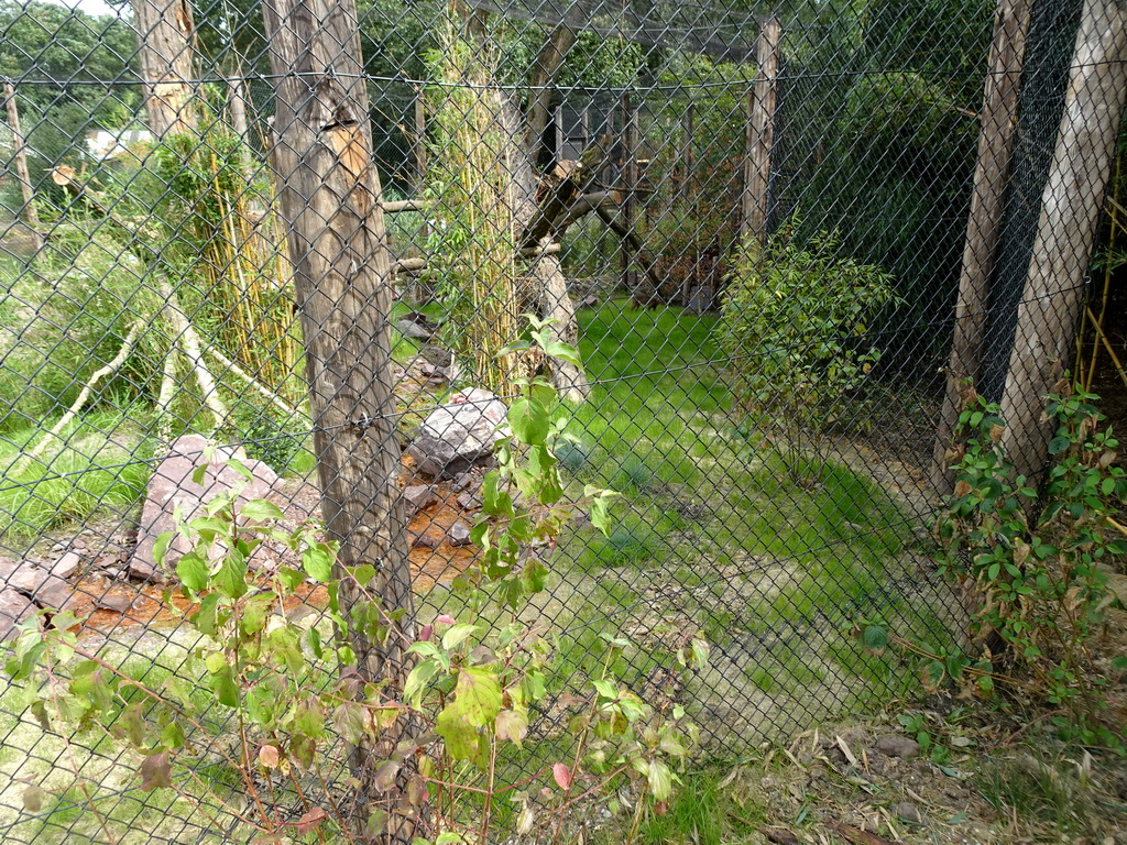 Fossa at the Madagascar area at ZooParc Overloon