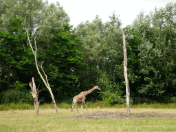 Reticulated Giraffe at the Ngorongoro area at ZooParc Overloon