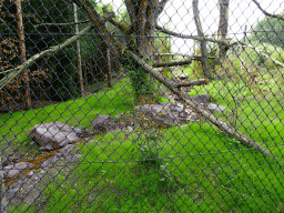 Fossa enclosure at the Madagascar area at ZooParc Overloon