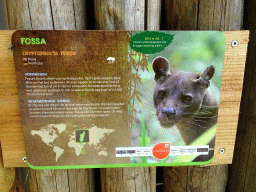Explanation on the Fossa at the Madagascar area at ZooParc Overloon