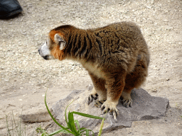 Crowned Lemur at the Madagascar area at ZooParc Overloon