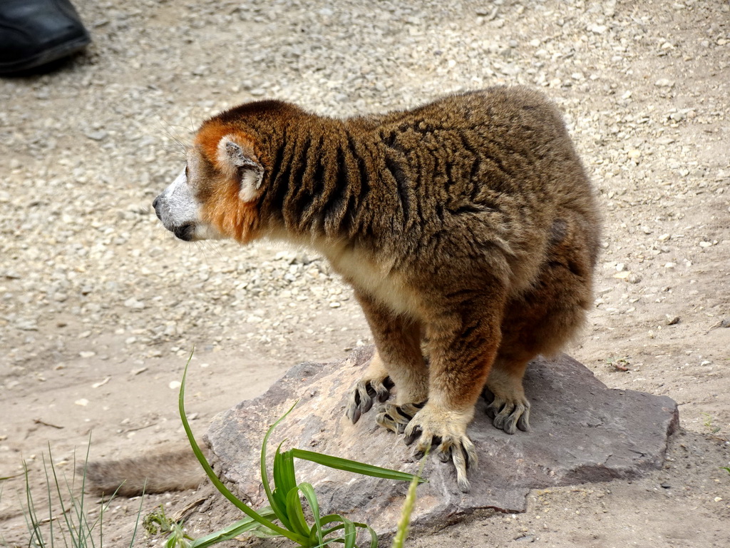 Crowned Lemur at the Madagascar area at ZooParc Overloon