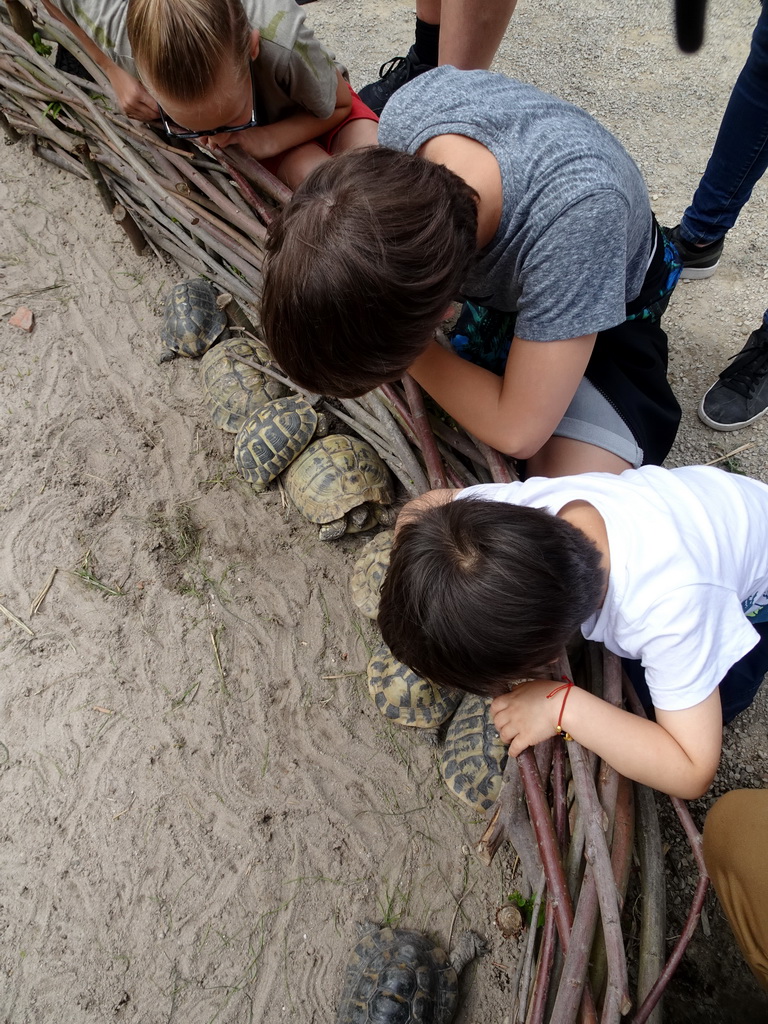 Max with Turtles at the Madagascar area at ZooParc Overloon