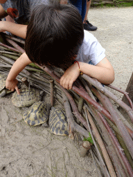 Max with Turtles at the Madagascar area at ZooParc Overloon