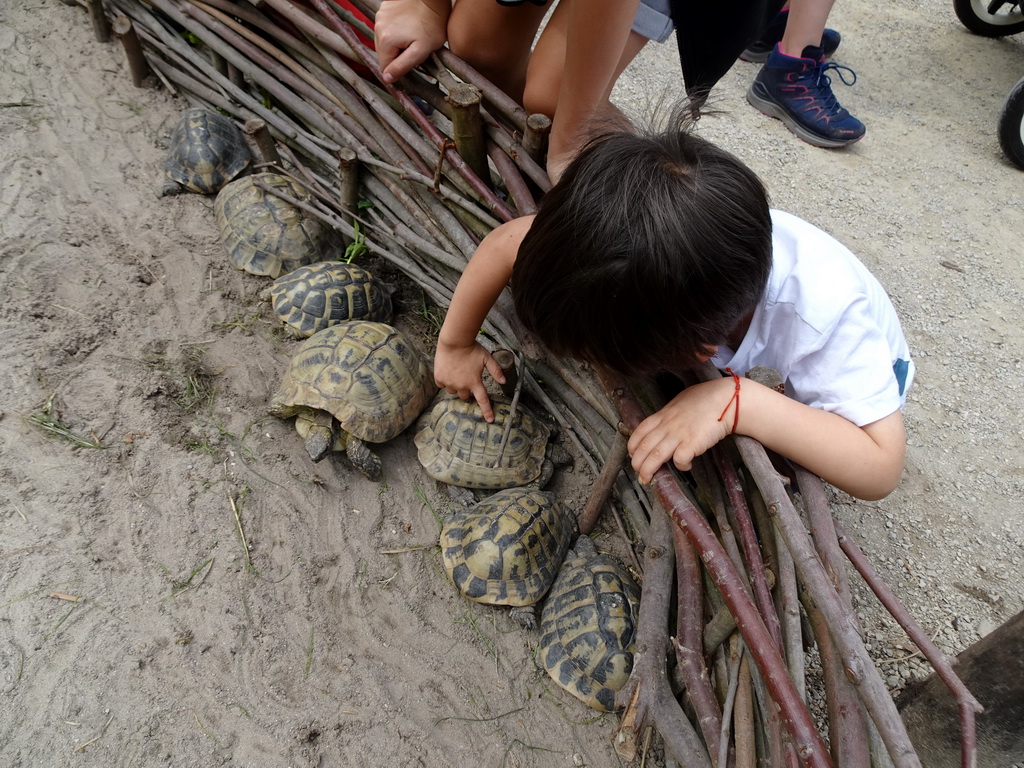 Max with Turtles at the Madagascar area at ZooParc Overloon