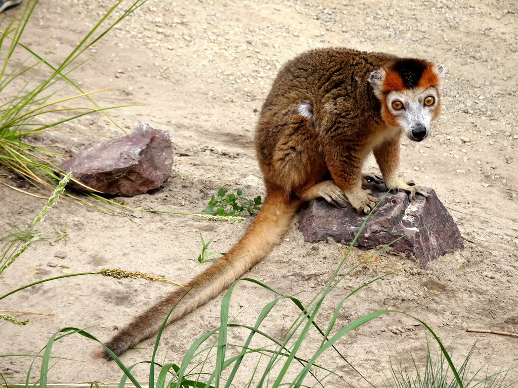 Crowned Lemur at the Madagascar area at ZooParc Overloon