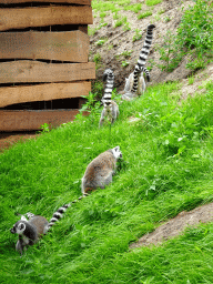 Ring-tailed Lemurs at the Madagascar area at ZooParc Overloon