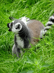 Ring-tailed Lemur at the Madagascar area at ZooParc Overloon