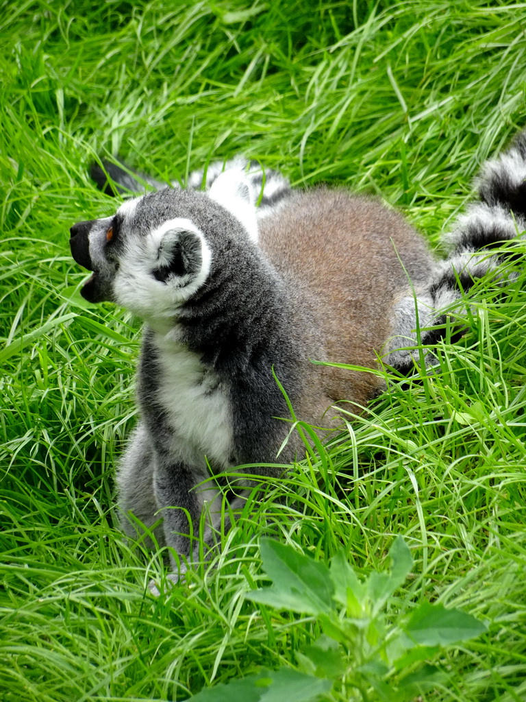 Ring-tailed Lemur at the Madagascar area at ZooParc Overloon