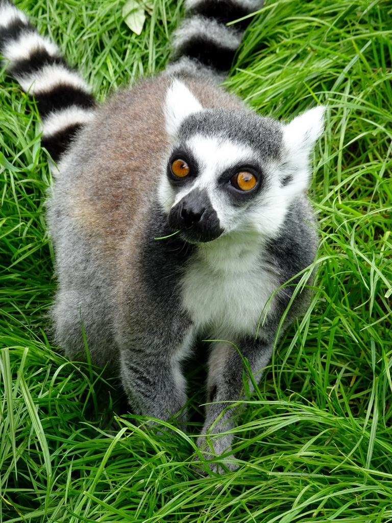 Ring-tailed Lemur at the Madagascar area at ZooParc Overloon