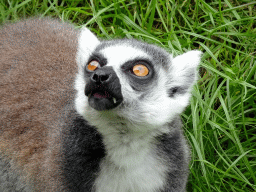 Ring-tailed Lemur at the Madagascar area at ZooParc Overloon