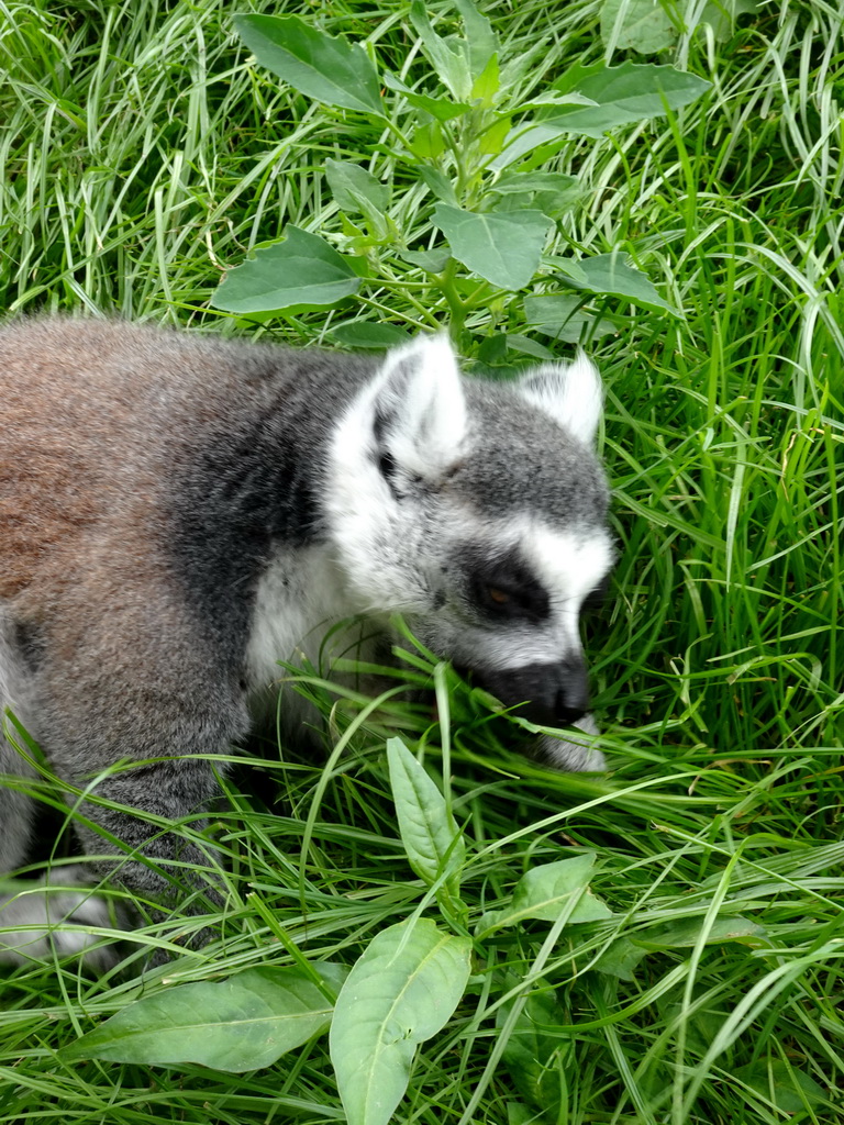 Ring-tailed Lemur at the Madagascar area at ZooParc Overloon