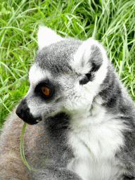 Ring-tailed Lemur at the Madagascar area at ZooParc Overloon