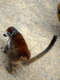 Crowned Lemur at the Madagascar area at ZooParc Overloon