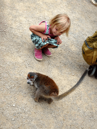 Crowned Lemur at the Madagascar area at ZooParc Overloon