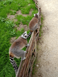 Ring-tailed Lemurs at the Madagascar area at ZooParc Overloon