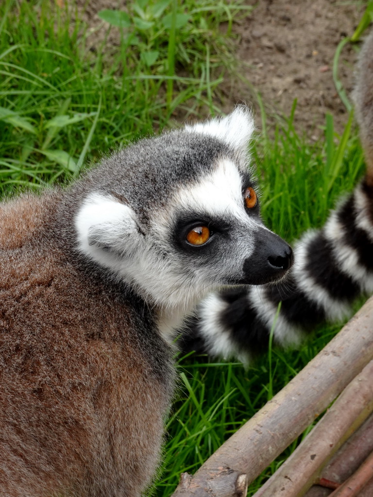 Ring-tailed Lemur at the Madagascar area at ZooParc Overloon