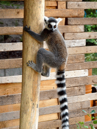 Ring-tailed Lemur at the Madagascar area at ZooParc Overloon