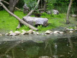 Lac Alaotra Bamboo Lemurs at the Madagascar area at ZooParc Overloon