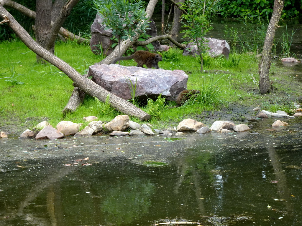 Lac Alaotra Bamboo Lemurs at the Madagascar area at ZooParc Overloon