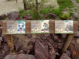 Explanation on the Ring-tailed Lemur, the Crowned Lemur and the Red-bellied Lemur at the Madagascar area at ZooParc Overloon