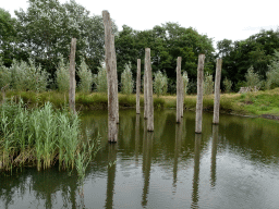 Poles at the Madagascar area at ZooParc Overloon