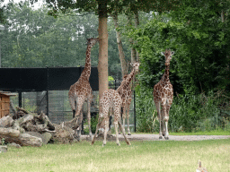 Reticulated Giraffes at the Ngorongoro area at ZooParc Overloon