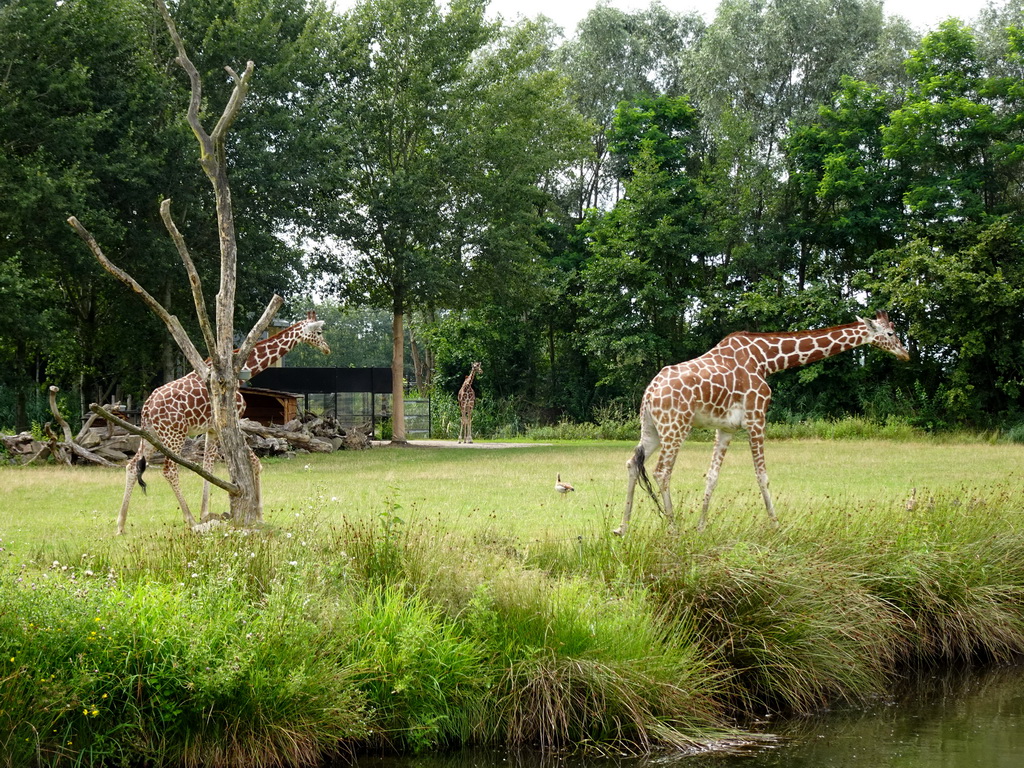 Reticulated Giraffes at the Ngorongoro area at ZooParc Overloon