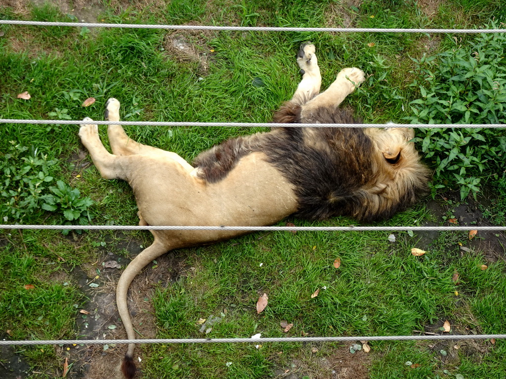 Lion at the Ngoronogoro area at ZooParc Overloon