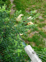 Lions at the Ngoronogoro area at ZooParc Overloon