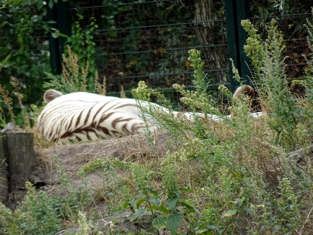 White Tiger at the Jangalee area at ZooParc Overloon