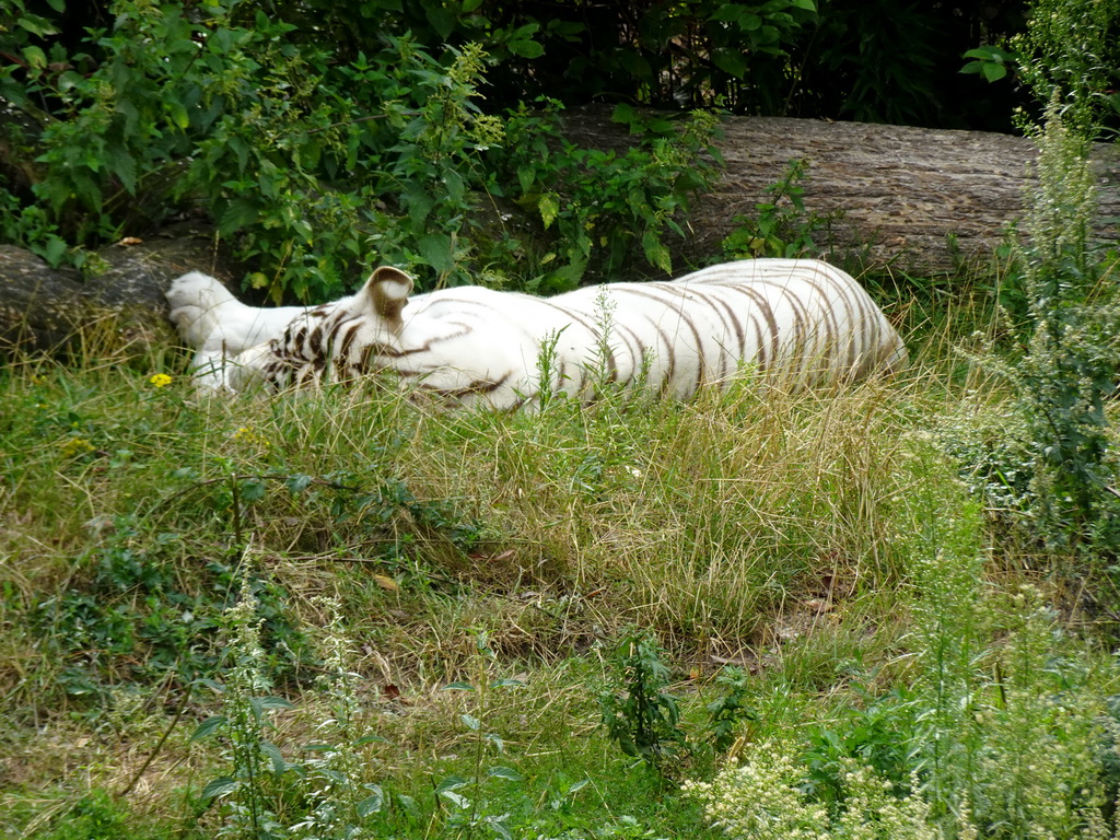 White Tiger at the Jangalee area at ZooParc Overloon