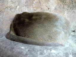 Fossa at the Madagascar area at ZooParc Overloon