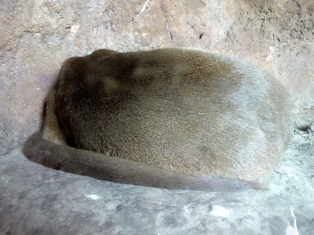Fossa at the Madagascar area at ZooParc Overloon