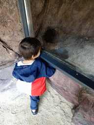 Max with a Fossa at the Madagascar area at ZooParc Overloon