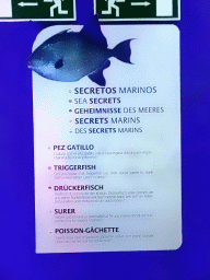 Explanation on the Triggerfish at the Mediterranean area at the Palma Aquarium