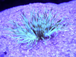 Sea anemone at the Mediterranean area at the Palma Aquarium