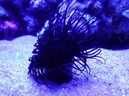 Sea anemone at the Mediterranean area at the Palma Aquarium