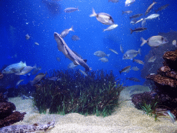 Sharks and other fishes at the Mediterranean area at the Palma Aquarium