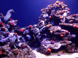 Moray Eels and coral at the Mediterranean area at the Palma Aquarium