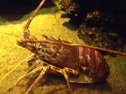 Lobster at the Mediterranean area at the Palma Aquarium