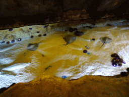 Stingrays and Sea Urchins at the Mediterranean area at the Palma Aquarium